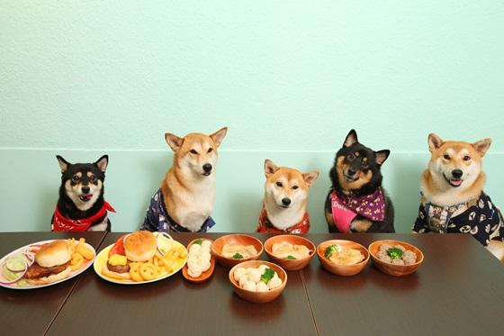 宠物食品网店转让流及过户安全事项都有哪些?
